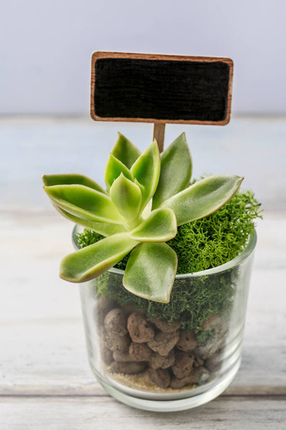 Lovely presents for wedding guests with succulent plants in glas - Φωτογραφία, εικόνα