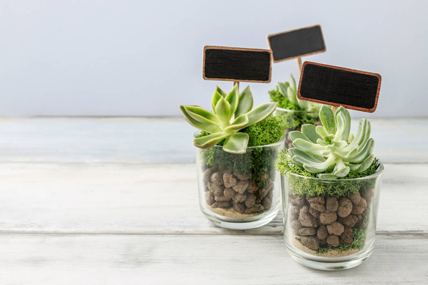 Lovely presents for wedding guests with succulent plants in glas - Fotoğraf, Görsel