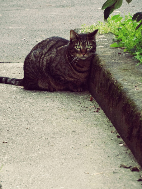 Вулична кішка дивлячись на тебе
 - Фото, зображення