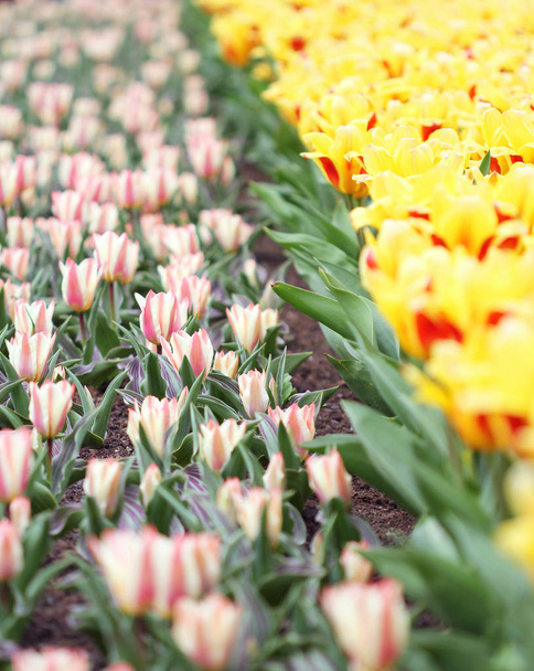 die große Menge der bunten Tulpen im Frühling - Foto, Bild