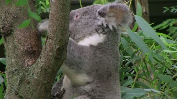 felnőtt koala medve fordult a fejét és körülnézett, míg ült a fán. - Felvétel, videó