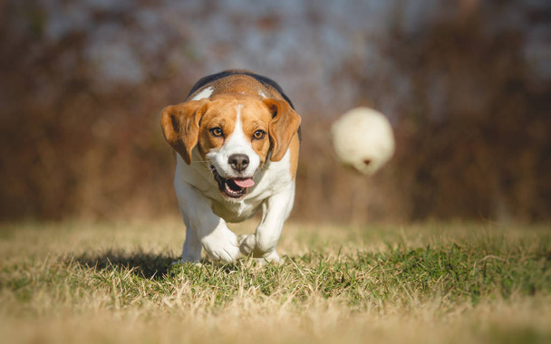 Beagle perro persiguiendo una pelota
 - Foto, imagen