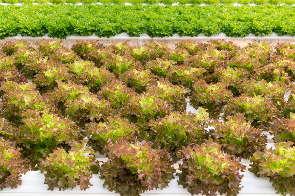 lettuce cultivation on hydroponic system with water and fertiliz - Foto, immagini