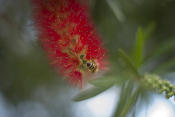 Hunaja mehiläinen Callistemon punainen pullonharja kukka
 - Valokuva, kuva