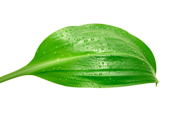 Zelený list s kapkami vody - Fotografie, Obrázek