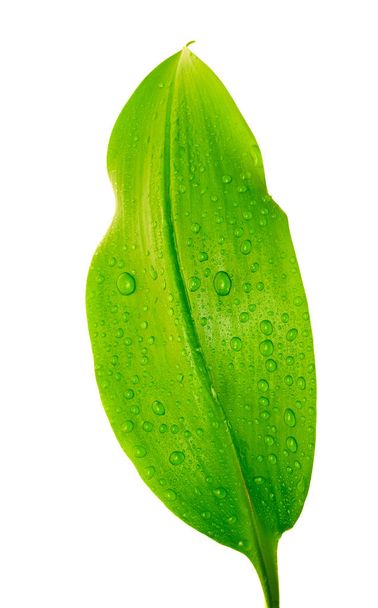 green leaf with drops of water - 写真・画像