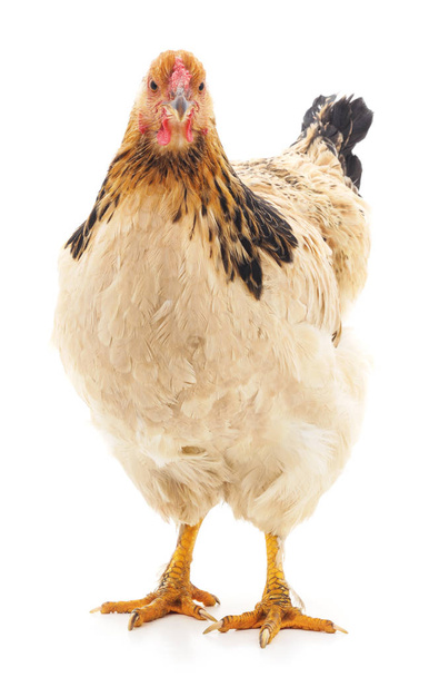 Brown chicken isolated. - Photo, image