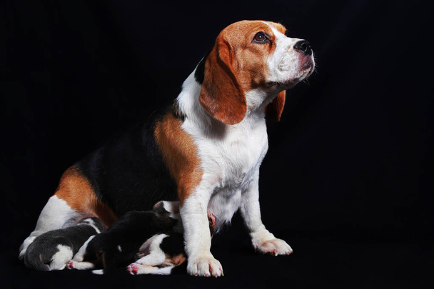 pies rasy Beagle, karmienia jej szczeniaki - Zdjęcie, obraz