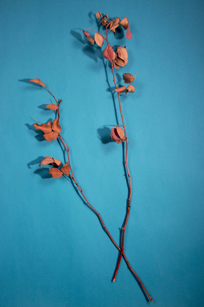 Two dry twigs on a turquoise background - Photo, Image