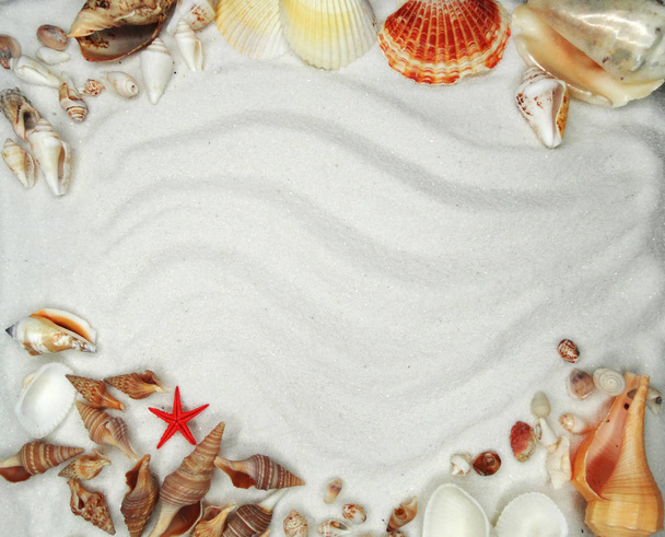 tengeri kagyló, a homokos strand nyári strand háttér - Fotó, kép