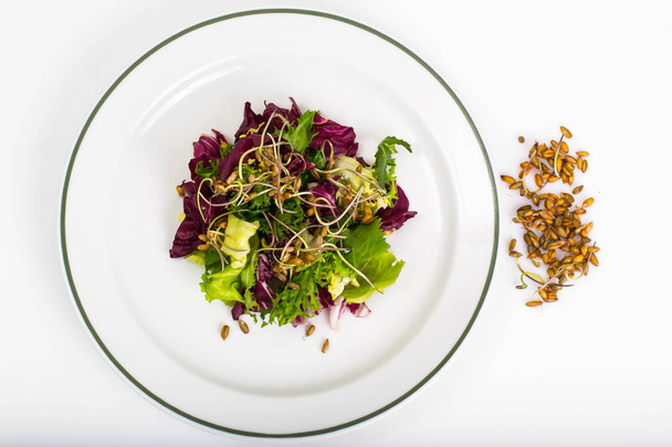 Salad with sprouts of rye - Foto, Imagen