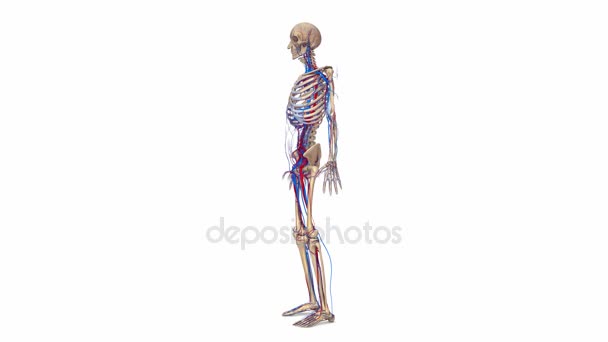 Σκελετός με αρτηρίες και φλέβες - Πλάνα, βίντεο
