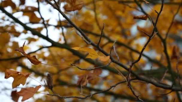 Background maple tree autumn - Footage, Video