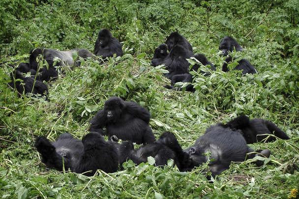 Grupo de gorilas de montaña
 - Foto, imagen
