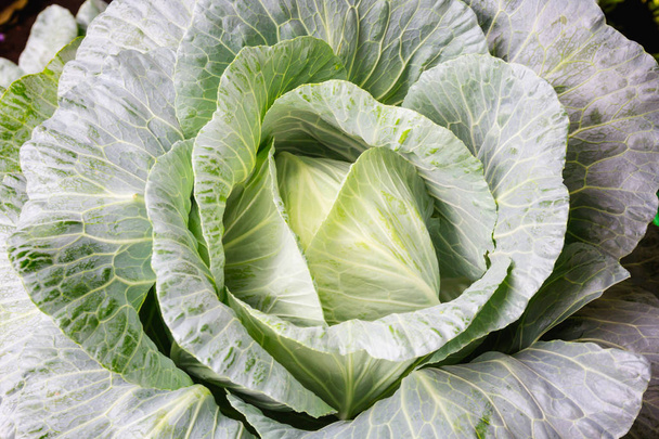 Cabbage in the garden. - Photo, Image