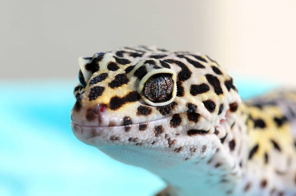 Zbliżenie ładny leopard Gecko (eublepharis macularius) na niebieskim tle - Zdjęcie, obraz