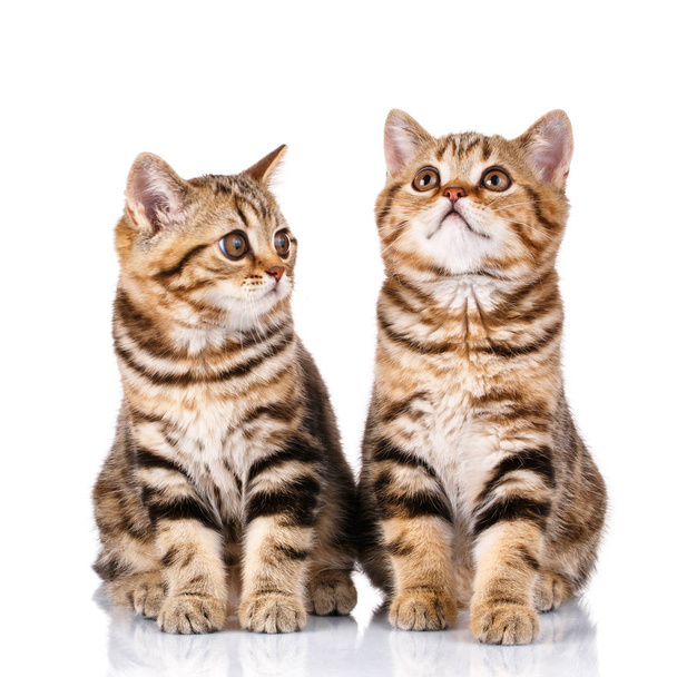 Schotse kittens zittend op witte achtergrond - Foto, afbeelding