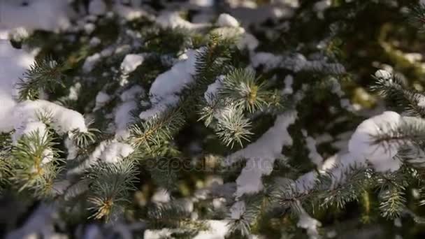 Close up shot of snow-covered fir tree on which snow-white snow lies. - Metraje, vídeo