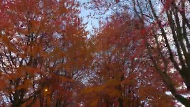 Φθινόπωρο σεζόν κόκκινα δέντρα μπλε του ουρανού - Πλάνα, βίντεο