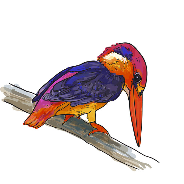 Drawing of common kingfisher bird hold on twig - Vektor, obrázek
