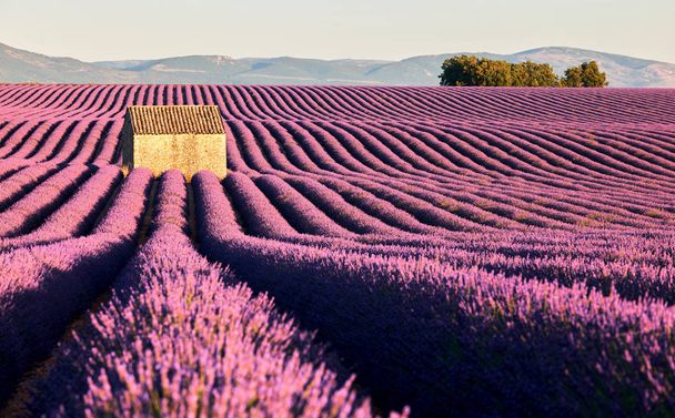 Provence lavanta alanlar - Fotoğraf, Görsel