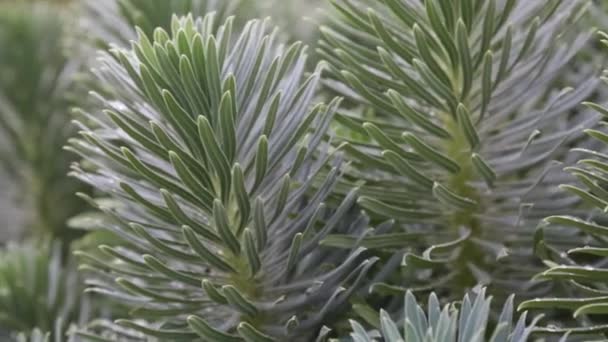 Euphorbia characias plant - Video, Çekim