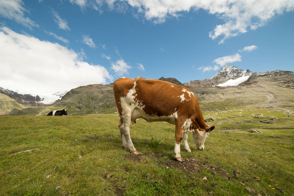 Корови, що пасуться в Італійських Альпах. - Фото, зображення