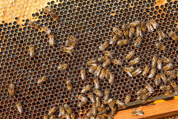 Vista de las abejas en el panal con miel dulce
.  - Foto, imagen