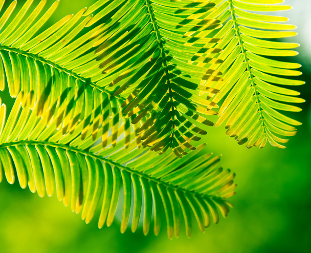 Spruce branches in sunlight - Фото, зображення