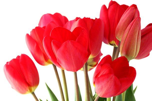 Bouquet of red tulips - Fotoğraf, Görsel