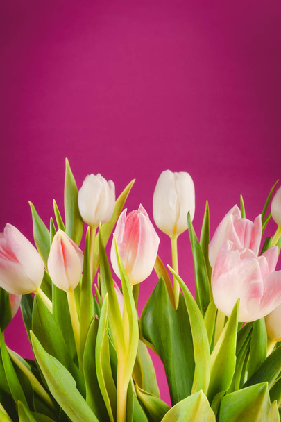 bouquet of tulips on a pink background - Photo, Image