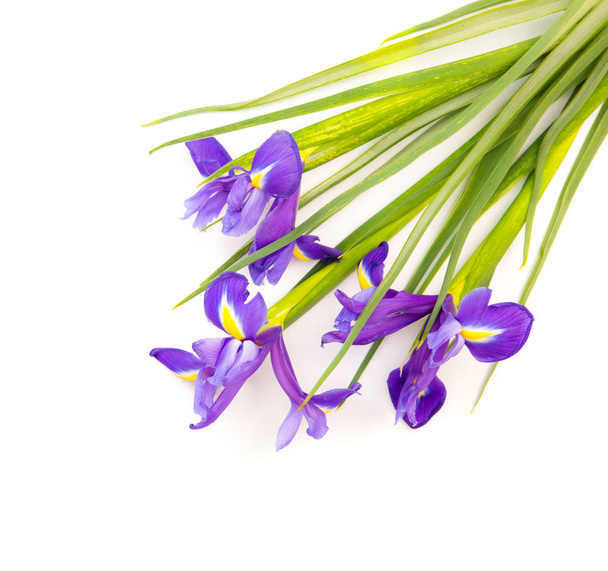 Iris flowers isolated on white - 写真・画像