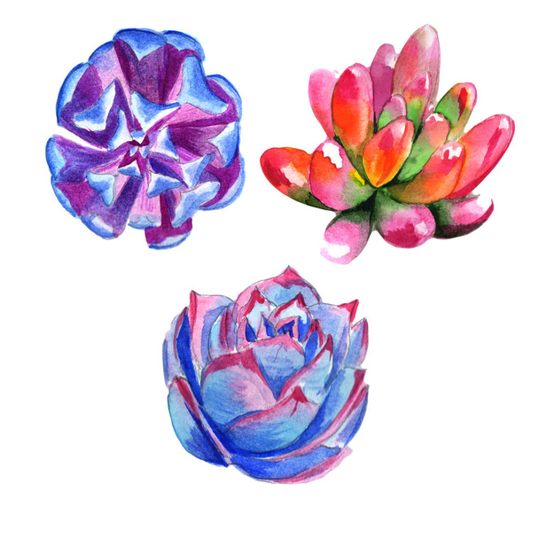 Wildflower succulentus flower in a watercolor style isolated. - Photo, Image