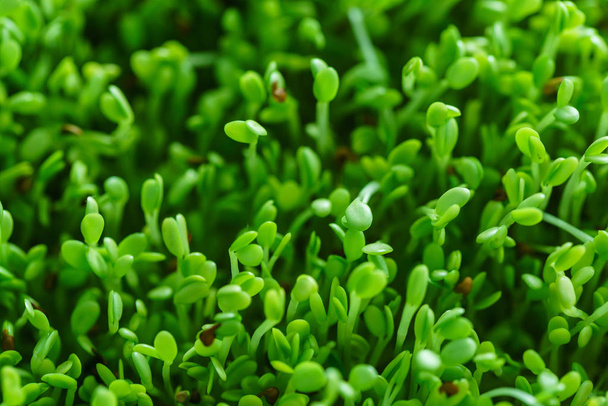Fresh green sprout field - Φωτογραφία, εικόνα