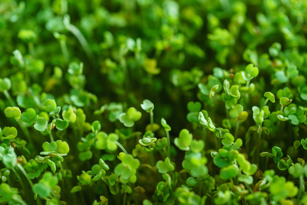 Fresh green sprout field - Foto, imagen