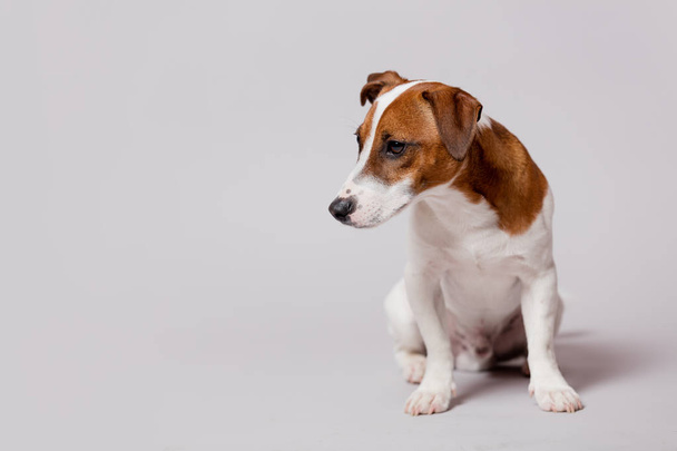 Bonito Jack Russel terrier
 - Foto, Imagem
