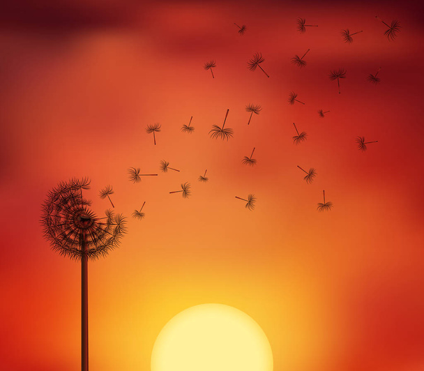 Sonnenuntergang Samenflucht - Vektor, Bild