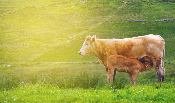 красивая ирландская сельская фотография с коровами в зеленом
 - Фото, изображение