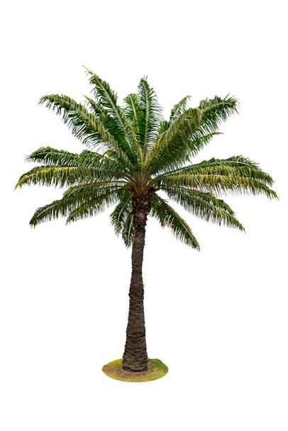 pálmafa elszigetelt fehér háttér - Fotó, kép