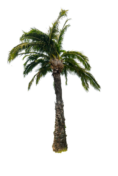palmera aislada sobre fondo blanco - Foto, imagen