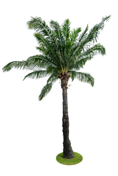 Пальма на белом фоне - Фото, изображение