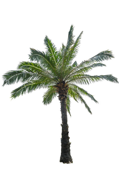 palmera aislada sobre fondo blanco - Foto, Imagen