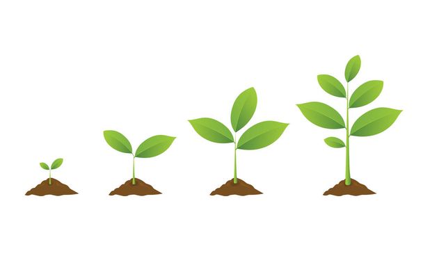 Planting tree. Seedling gardening plant. Seeds sprout in ground.  - Vector, Image