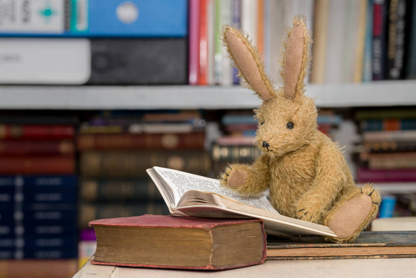 Lezen van boeken, van kind lezen, leren concept konijn - Foto, afbeelding