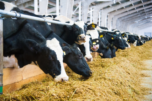 vaches dans une ferme. Vaches laitières
 - Photo, image