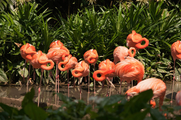 Большая группа розовых фламинго поворачивает головы на реке
. - Фото, изображение
