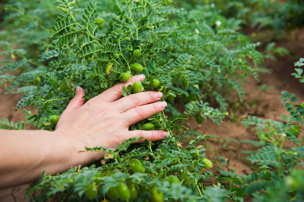 Kéz érintése csicseriborsó mező, farmer élvezi a nagy termés - Fotó, kép