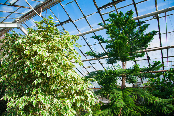 Greenhouse with a variety of plants - Fotó, kép