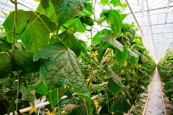 Cucumbers ripening on hanging stalk in greenhouse - Zdjęcie, obraz