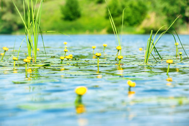 Water lily bloemen op de vijver  - Foto, afbeelding